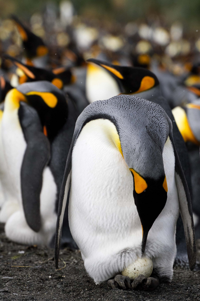 Digikehitys ja ikivanhat&nbsp;tekosyyt